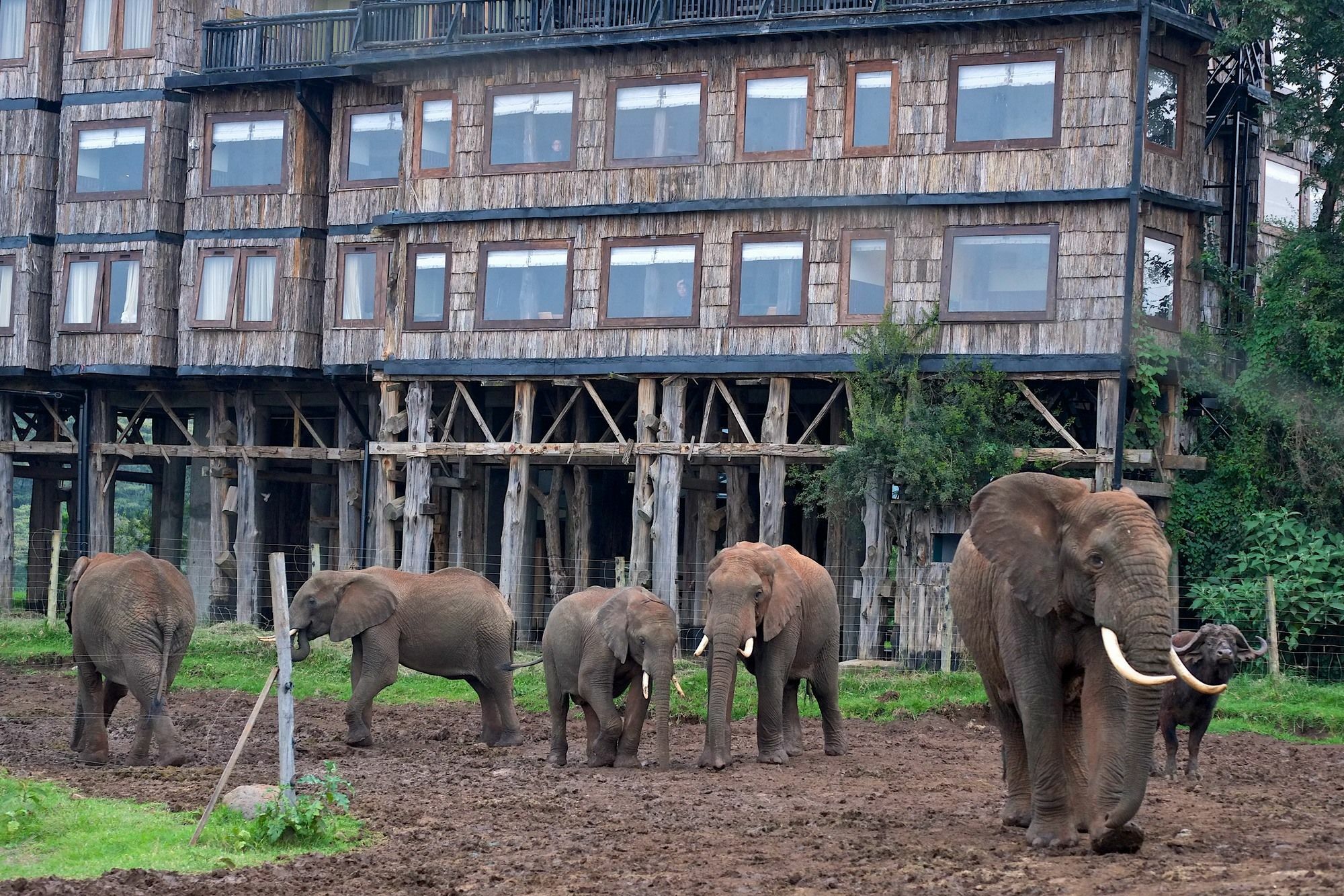 Treetops Mweiga エクステリア 写真